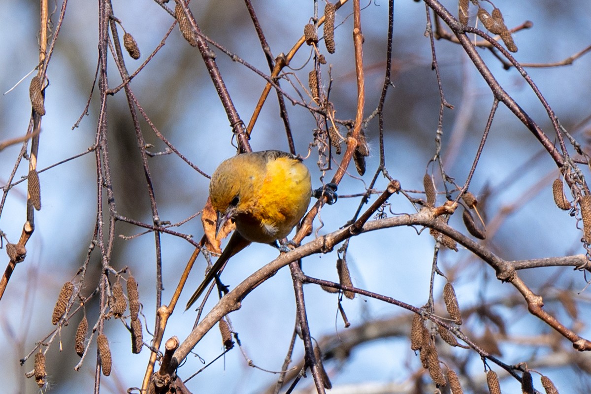 ボルチモアムクドリモドキ - ML644815450