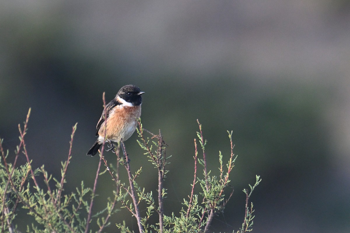 European Stonechat - ML644815453