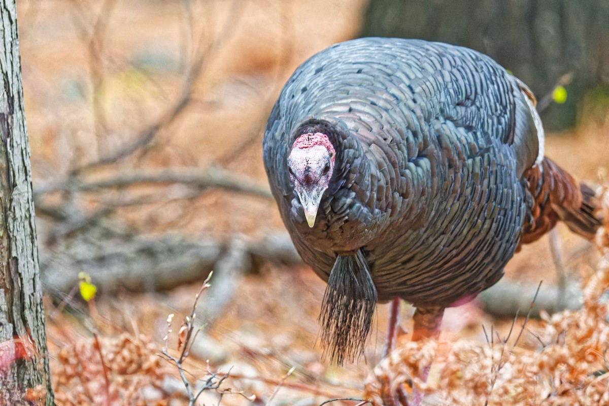 Wild Turkey - ML644815454