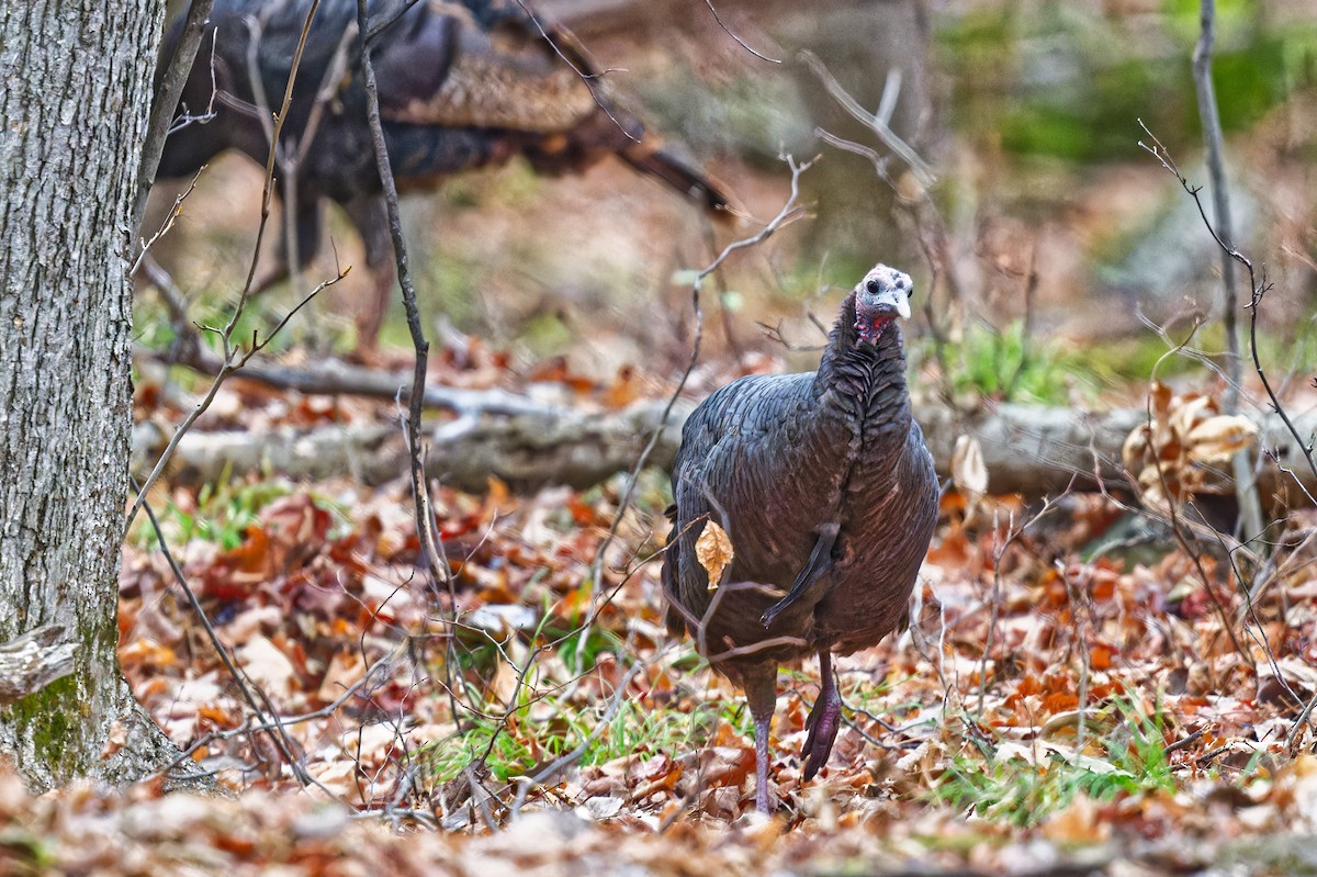 Wild Turkey - ML644815456
