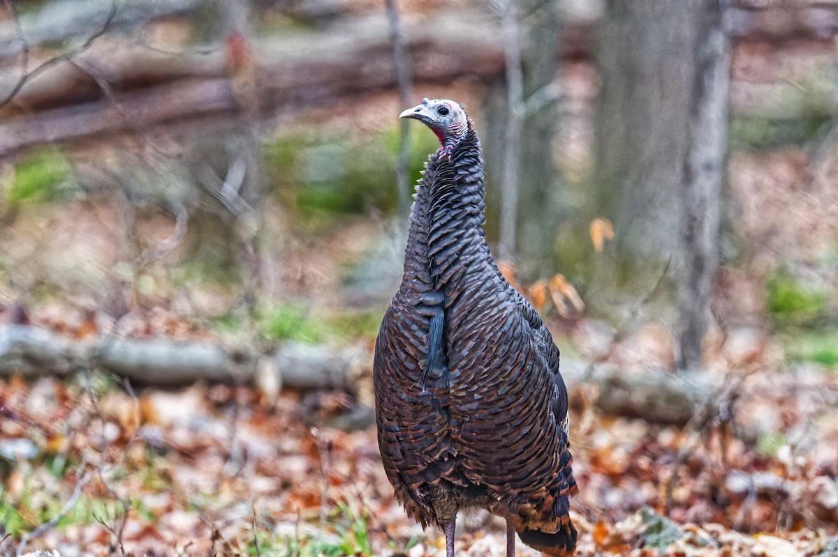 Wild Turkey - ML644815457