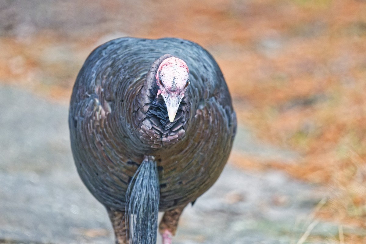Wild Turkey - ML644815458