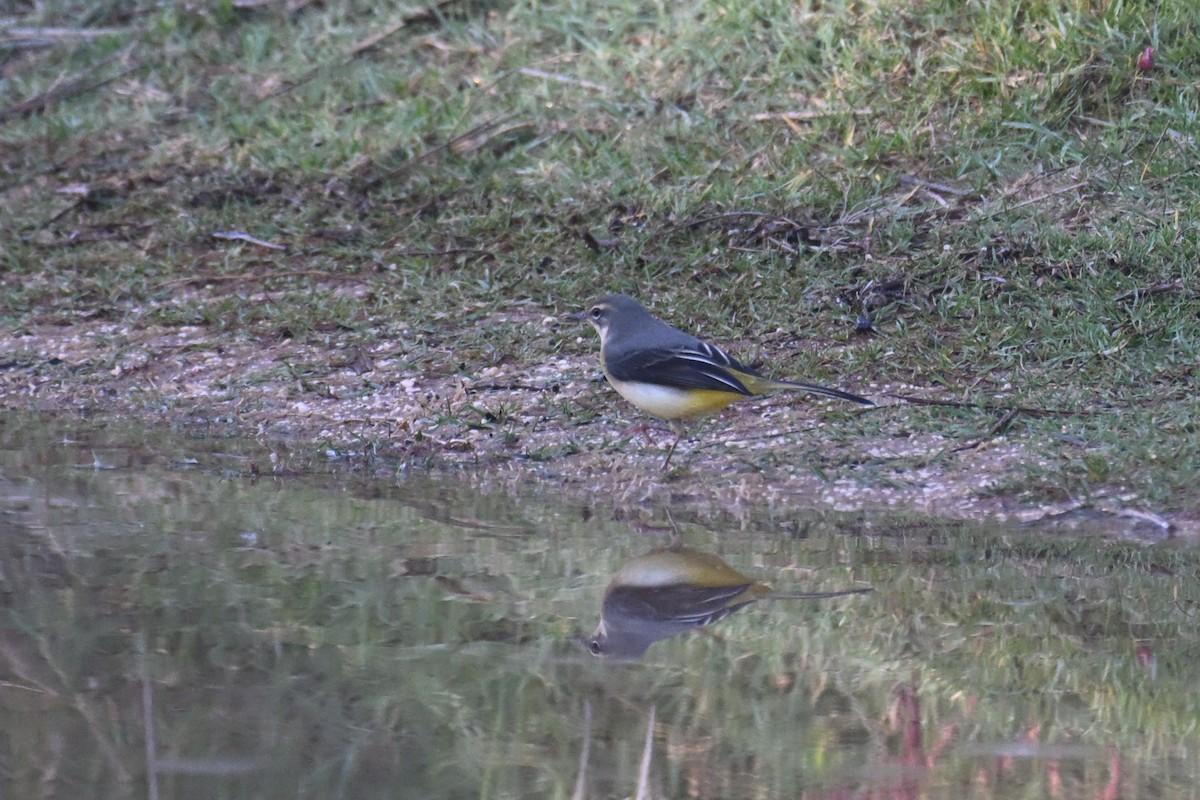 Gray Wagtail - ML644815465