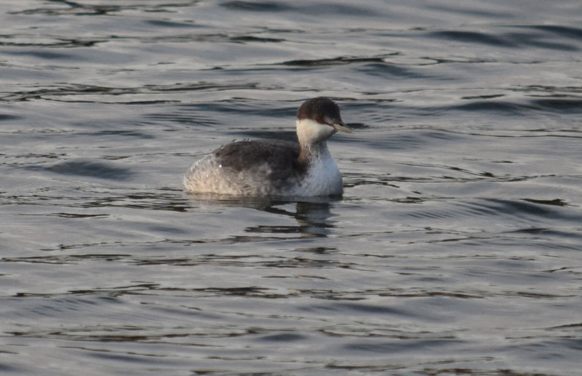 Horned Grebe - ML644815469