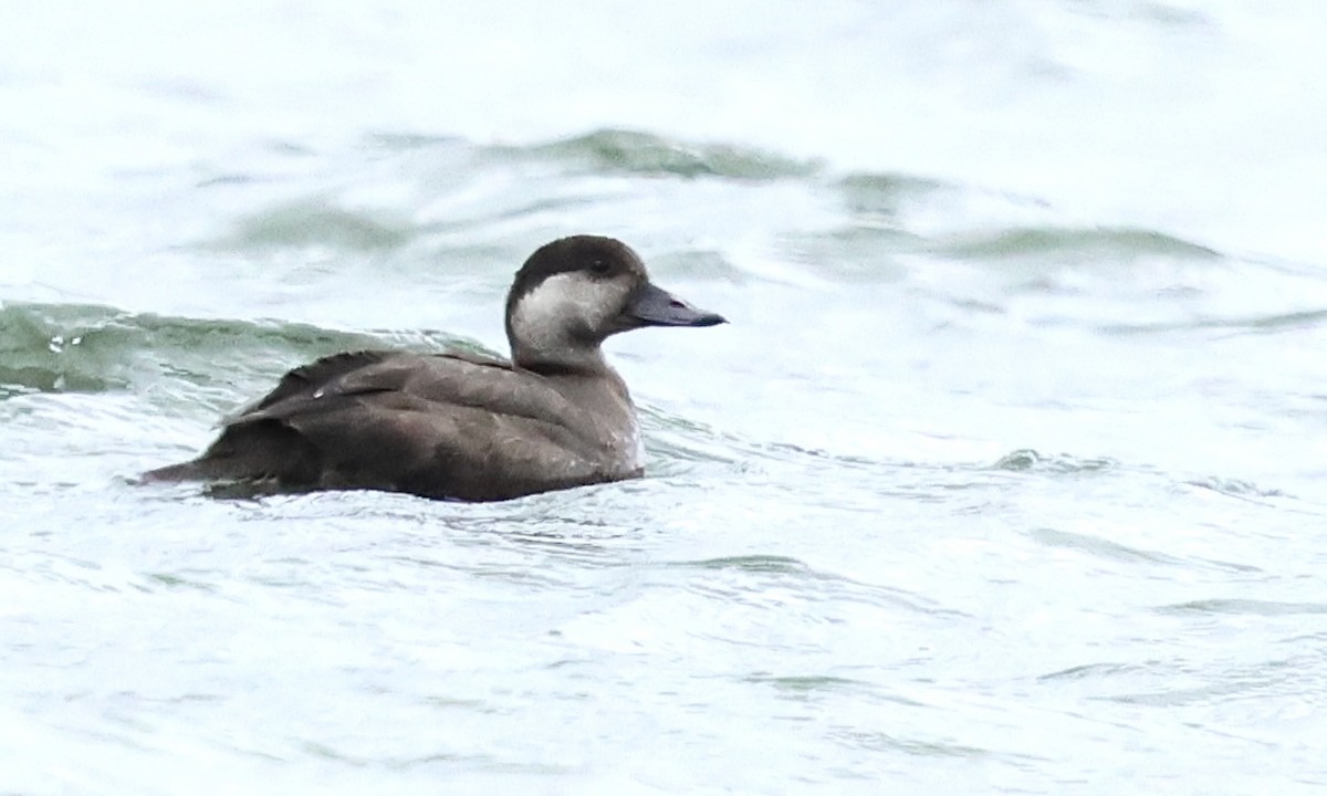 Black Scoter - ML644815470