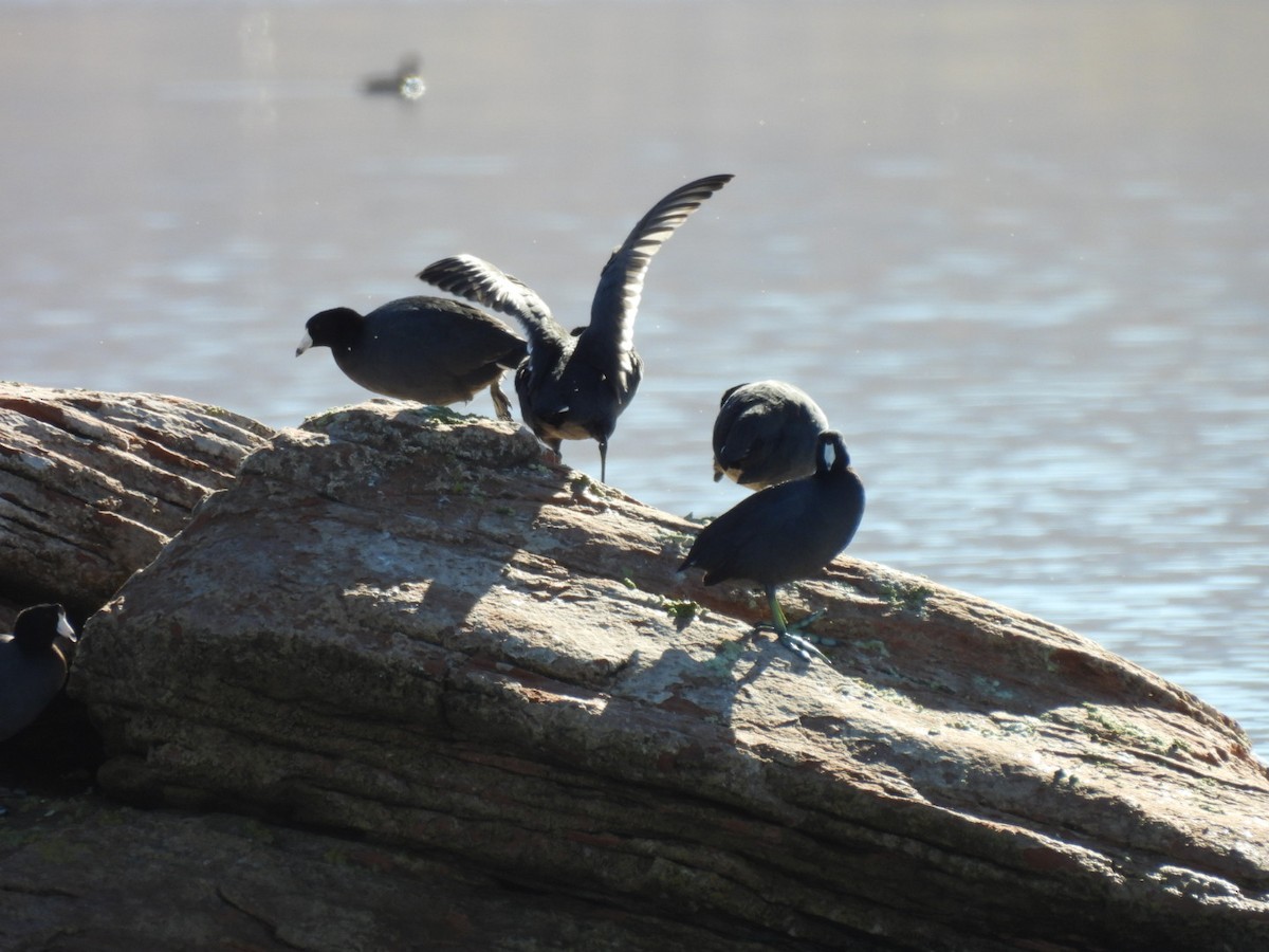 Foulque d'Amérique - ML644815475