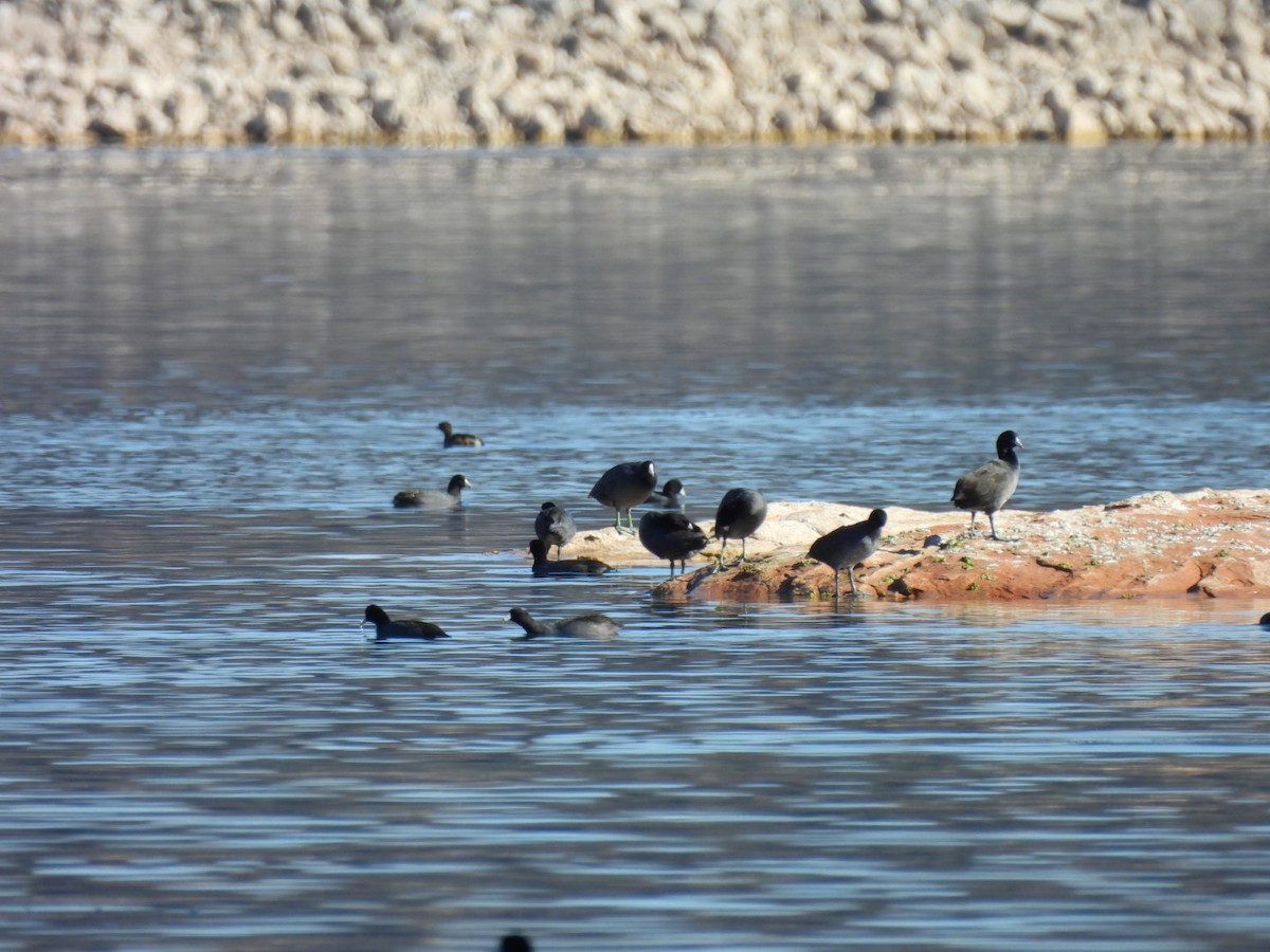 Foulque d'Amérique - ML644815476