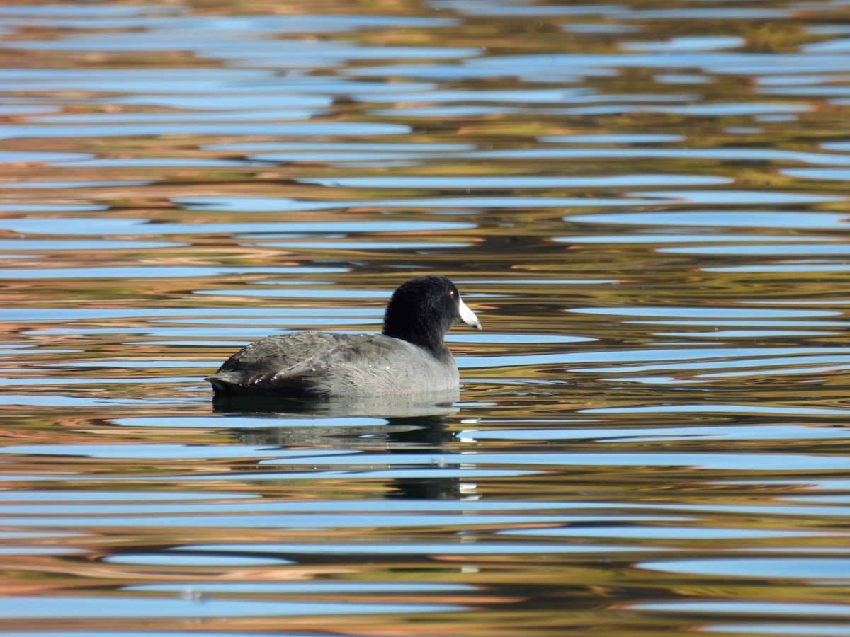 Foulque d'Amérique - ML644815477