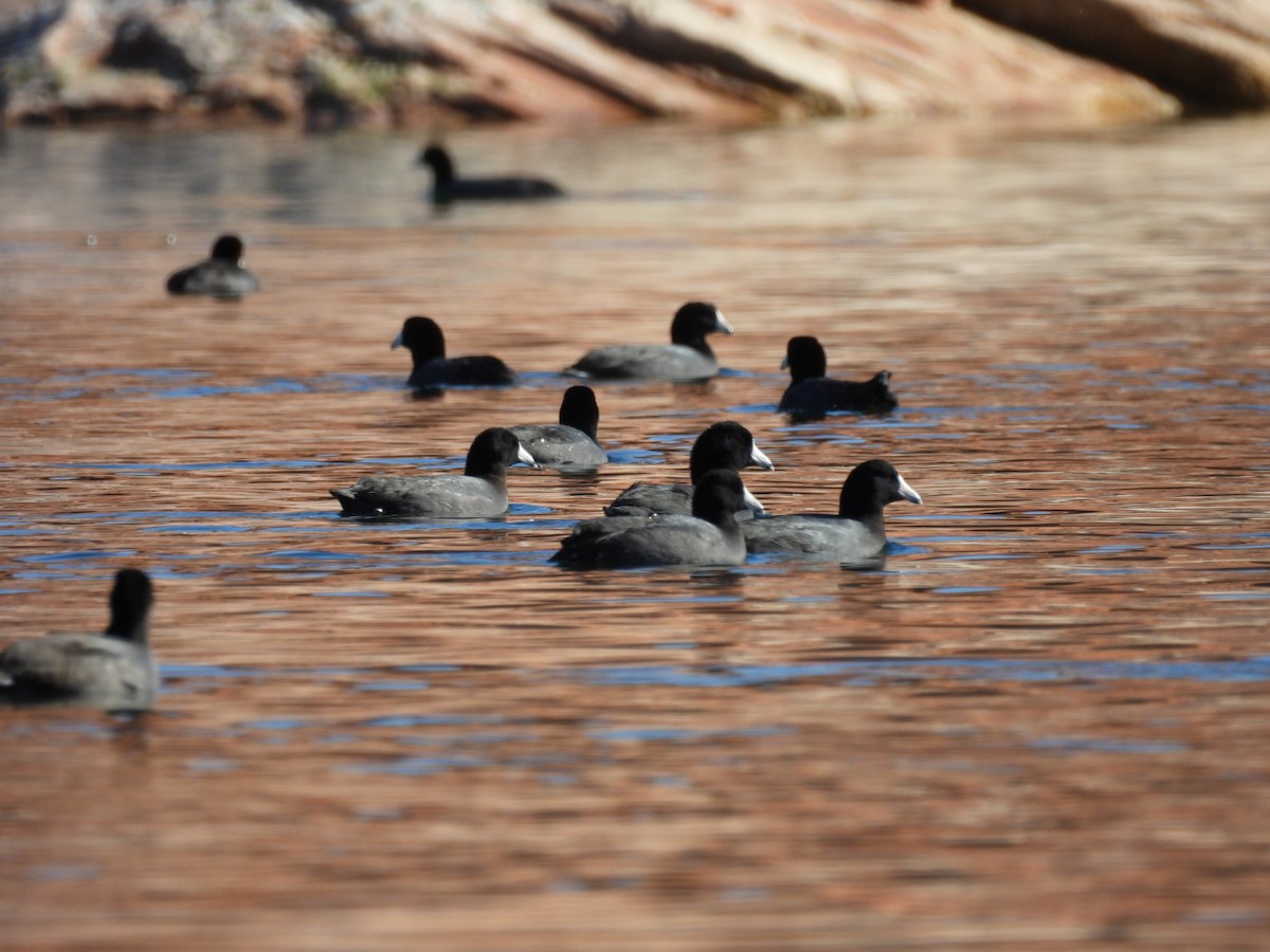 Foulque d'Amérique - ML644815478