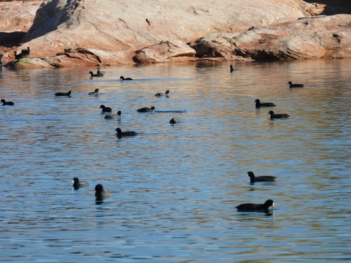 Foulque d'Amérique - ML644815479