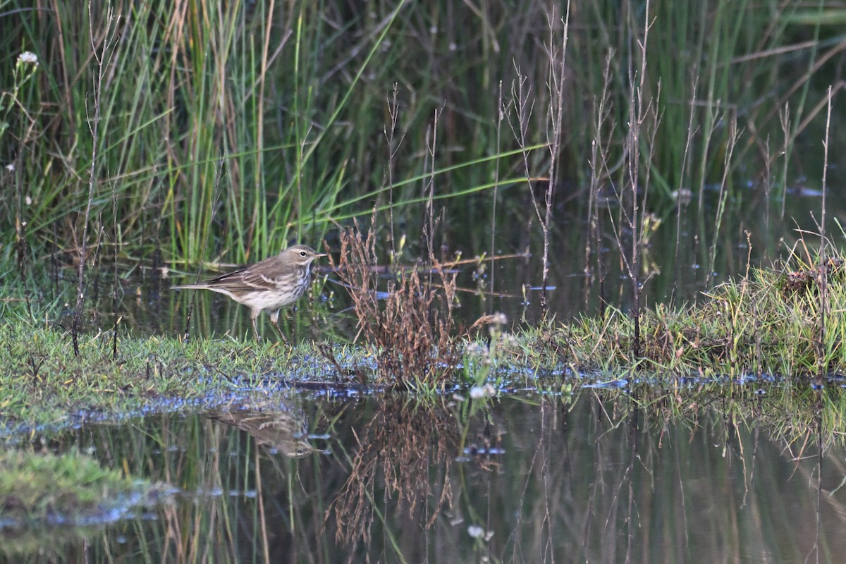 Water Pipit - ML644815482