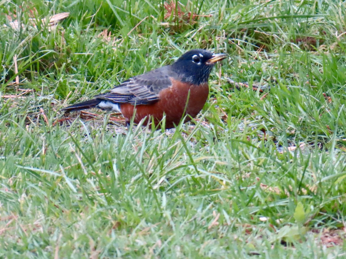 Дрізд мандрівний - ML644815489