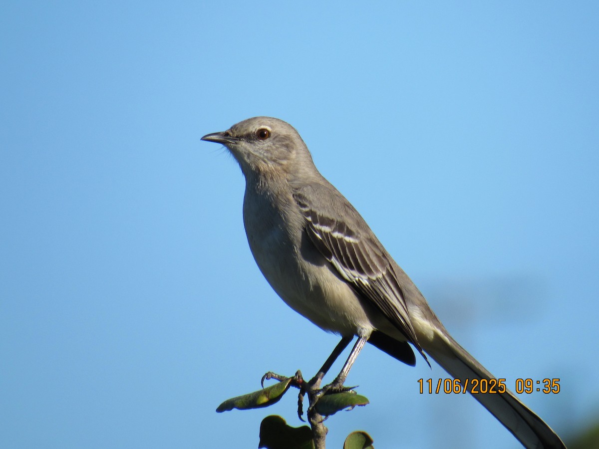 Northern Mockingbird - ML644815490