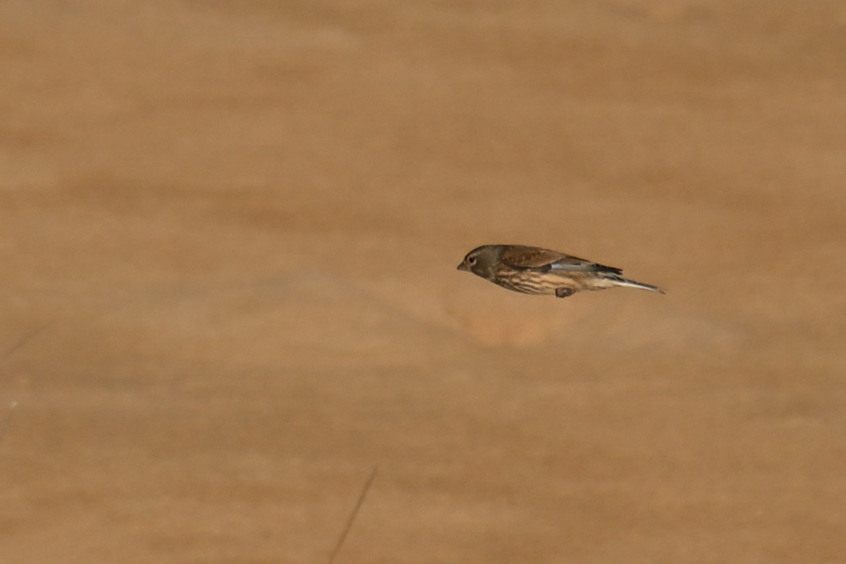 Eurasian Linnet - ML644815493