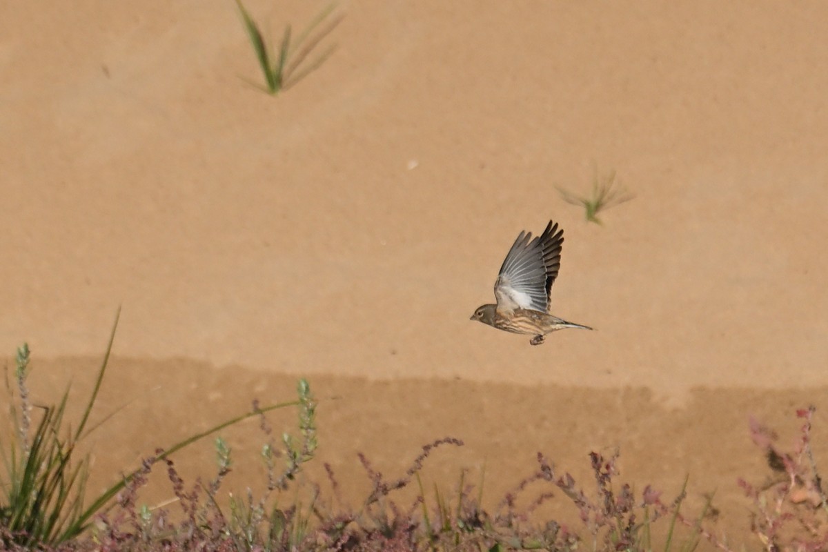 Eurasian Linnet - ML644815494