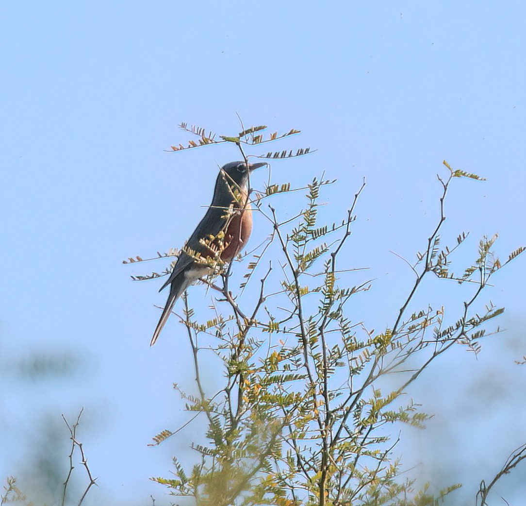 Дрізд мандрівний [група migratorius] - ML644815495