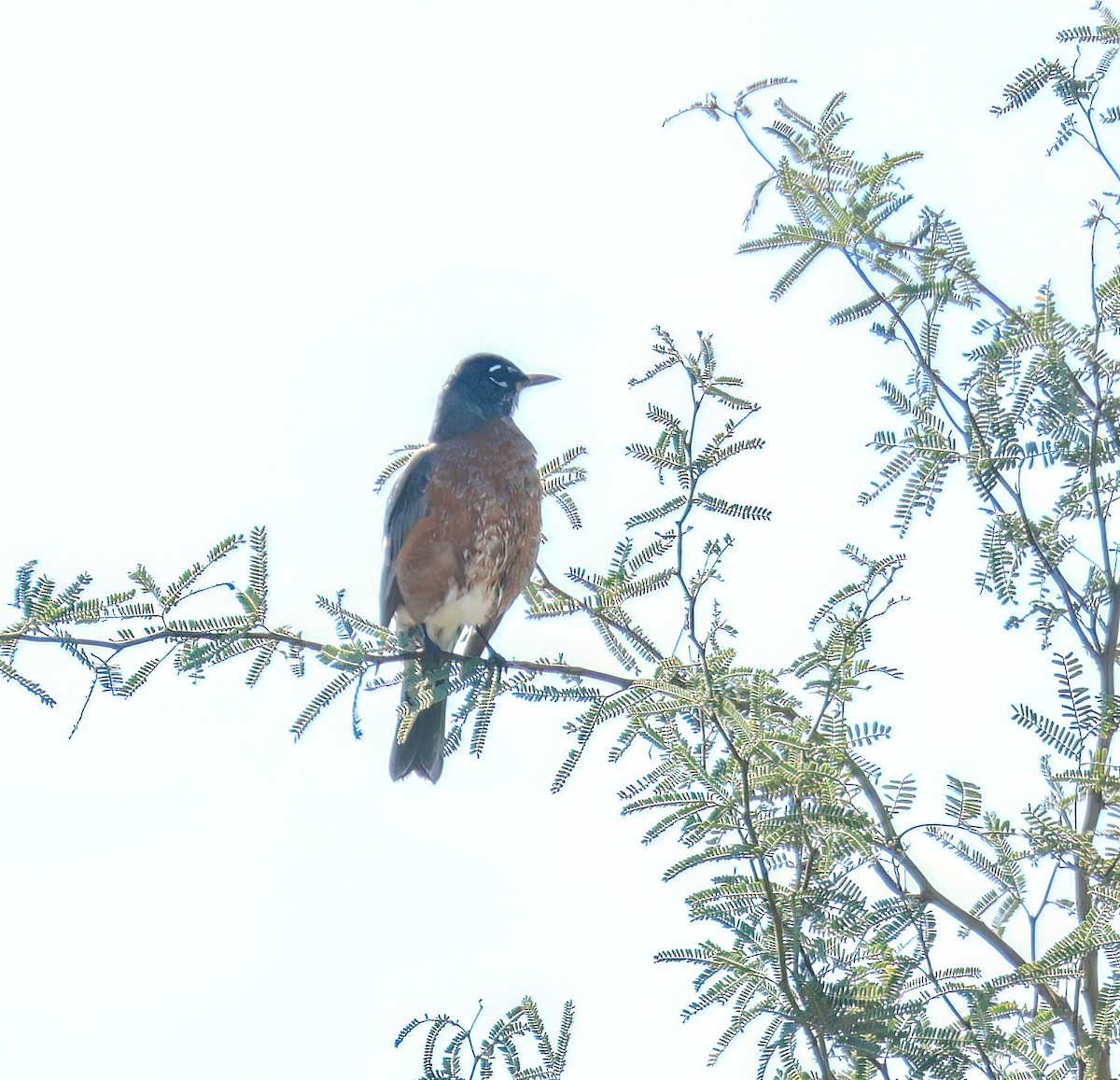 Дрізд мандрівний [група migratorius] - ML644815496