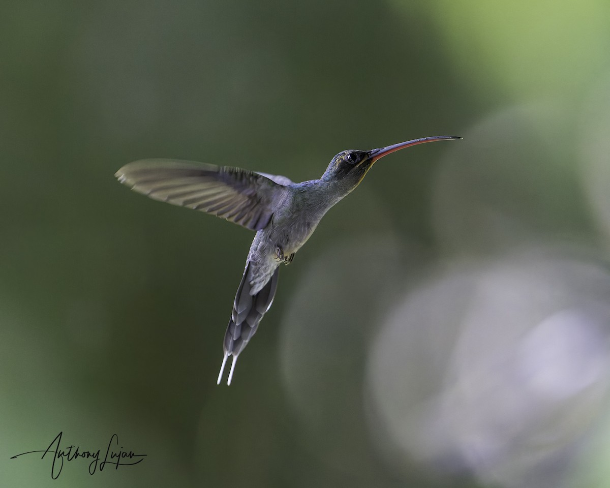 Green Hermit - ML644815521