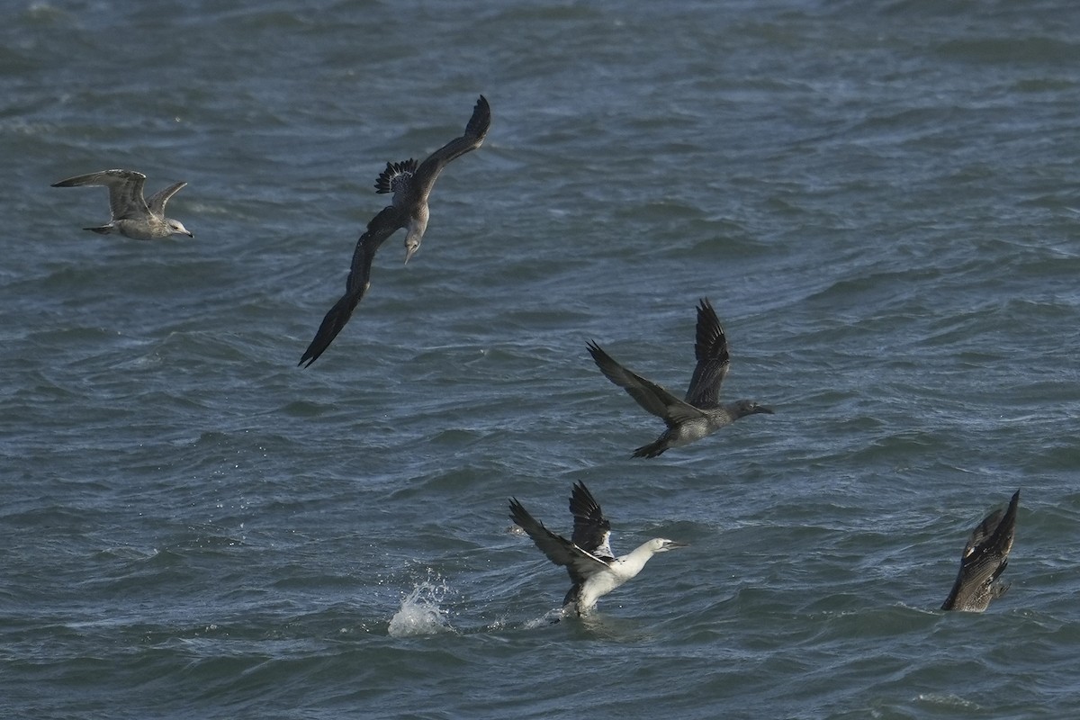 Northern Gannet - ML644815526