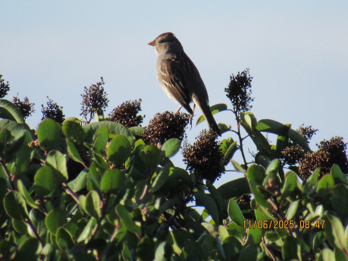 White-crowned Sparrow - ML644815534