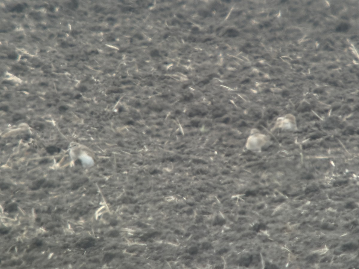 prærielo - ML644815538