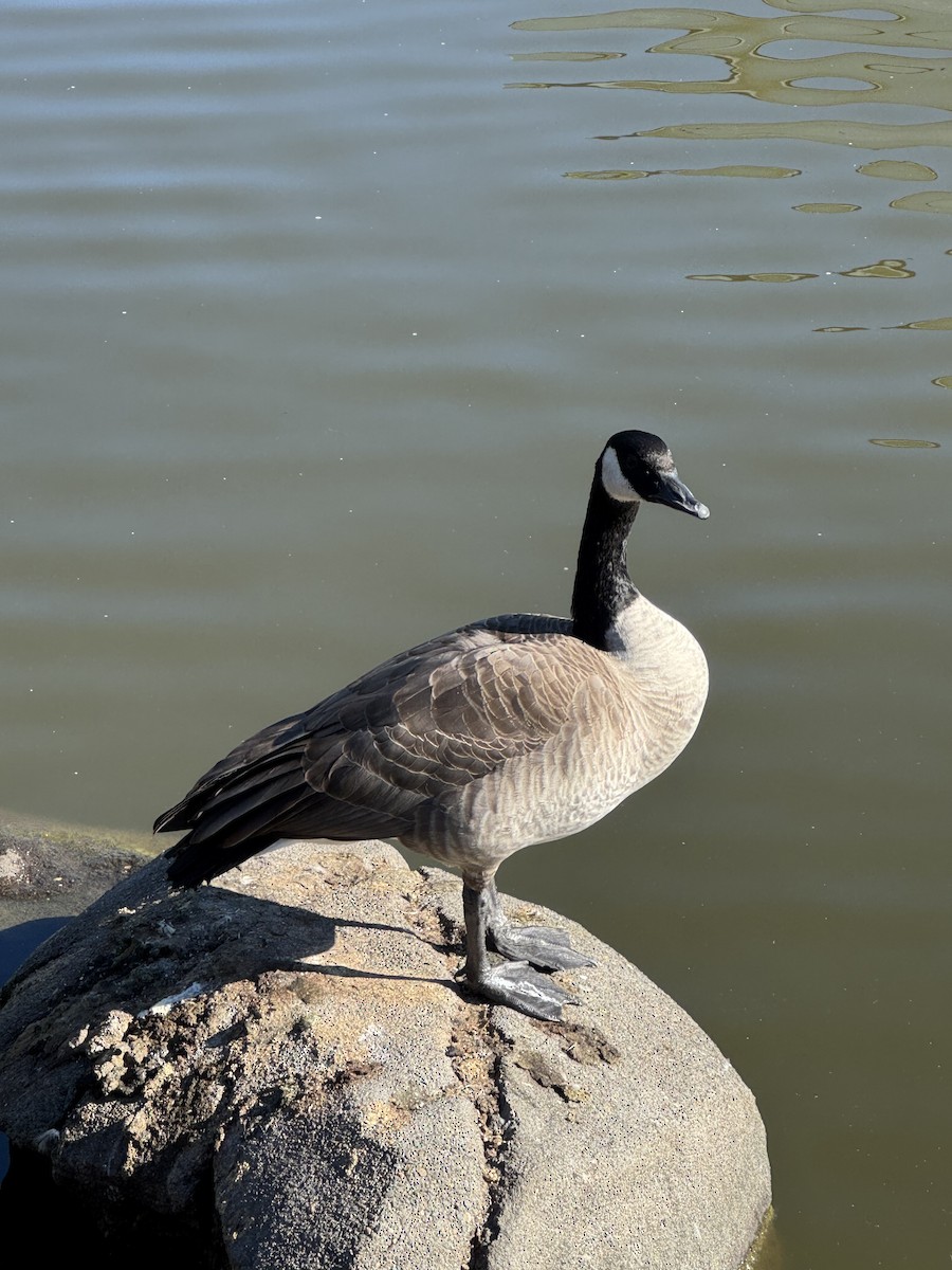 Canada Goose - ML644815544