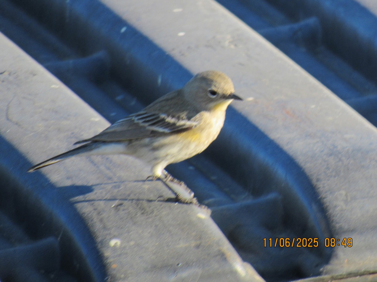 Yellow-rumped Warbler - ML644815553