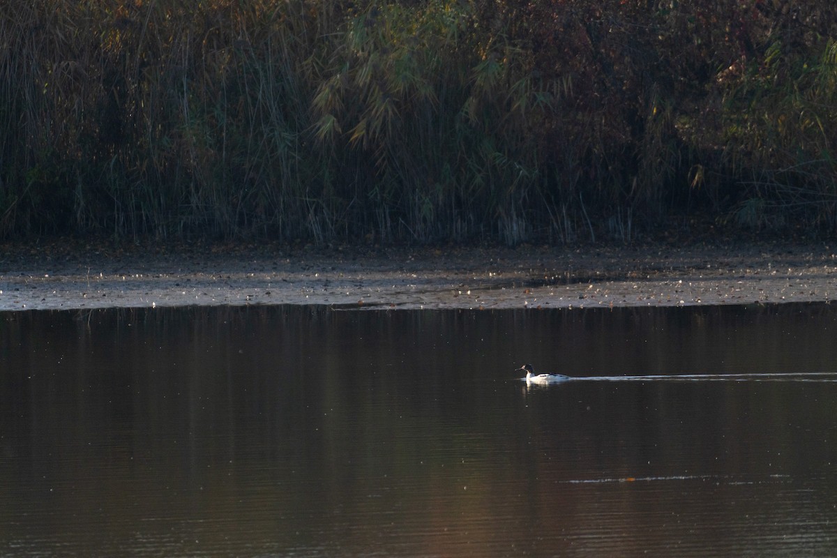Common Merganser - ML644815559