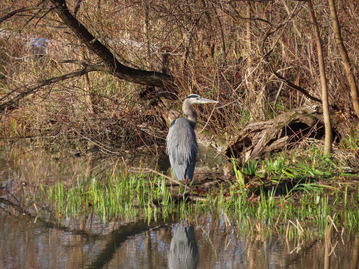 Great Blue Heron - ML644815568