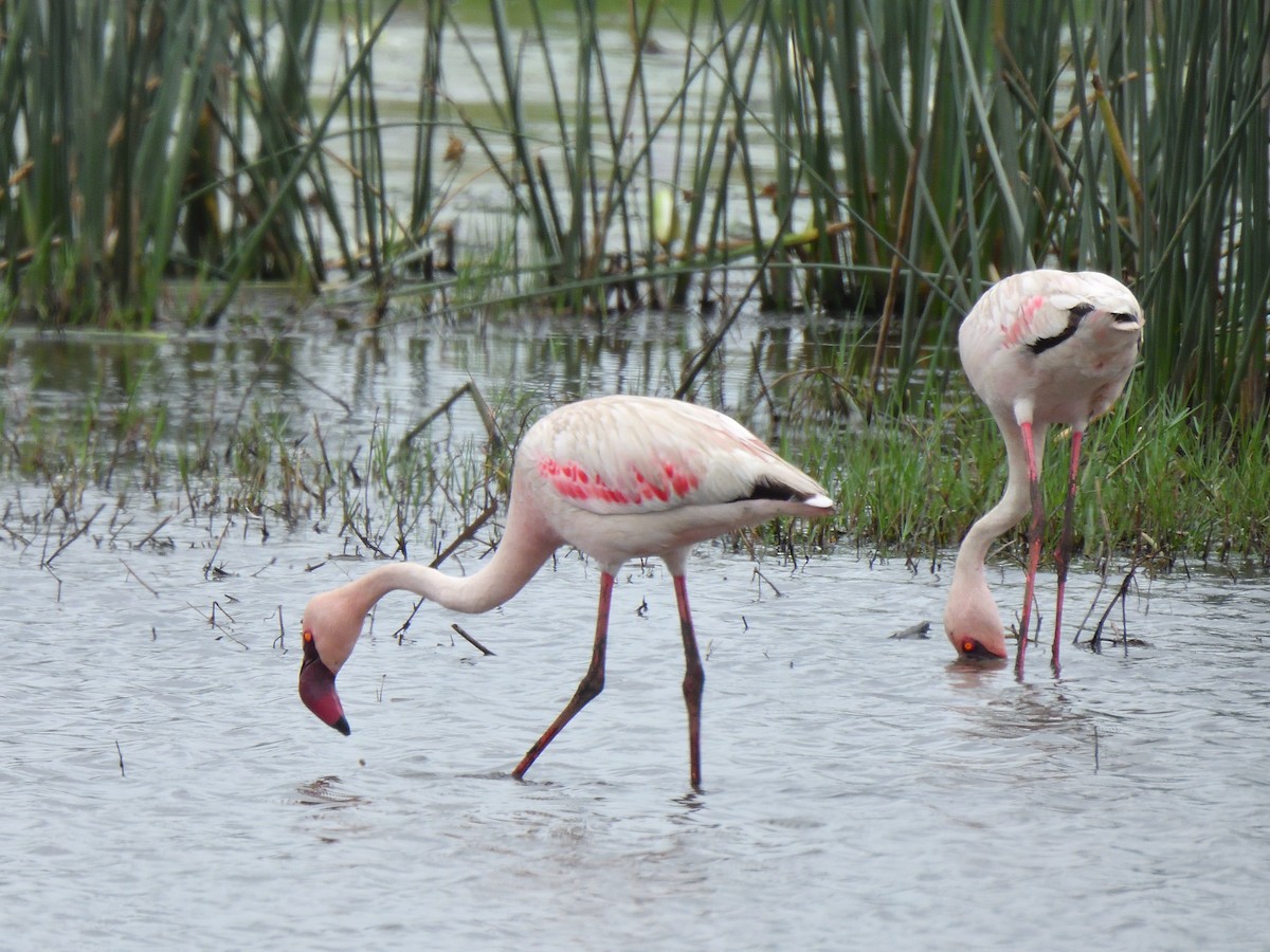 Zwergflamingo - ML644815572