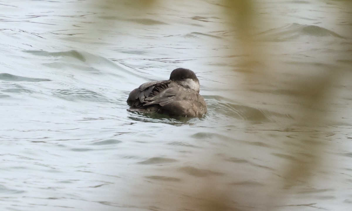 Black Scoter - ML644815574
