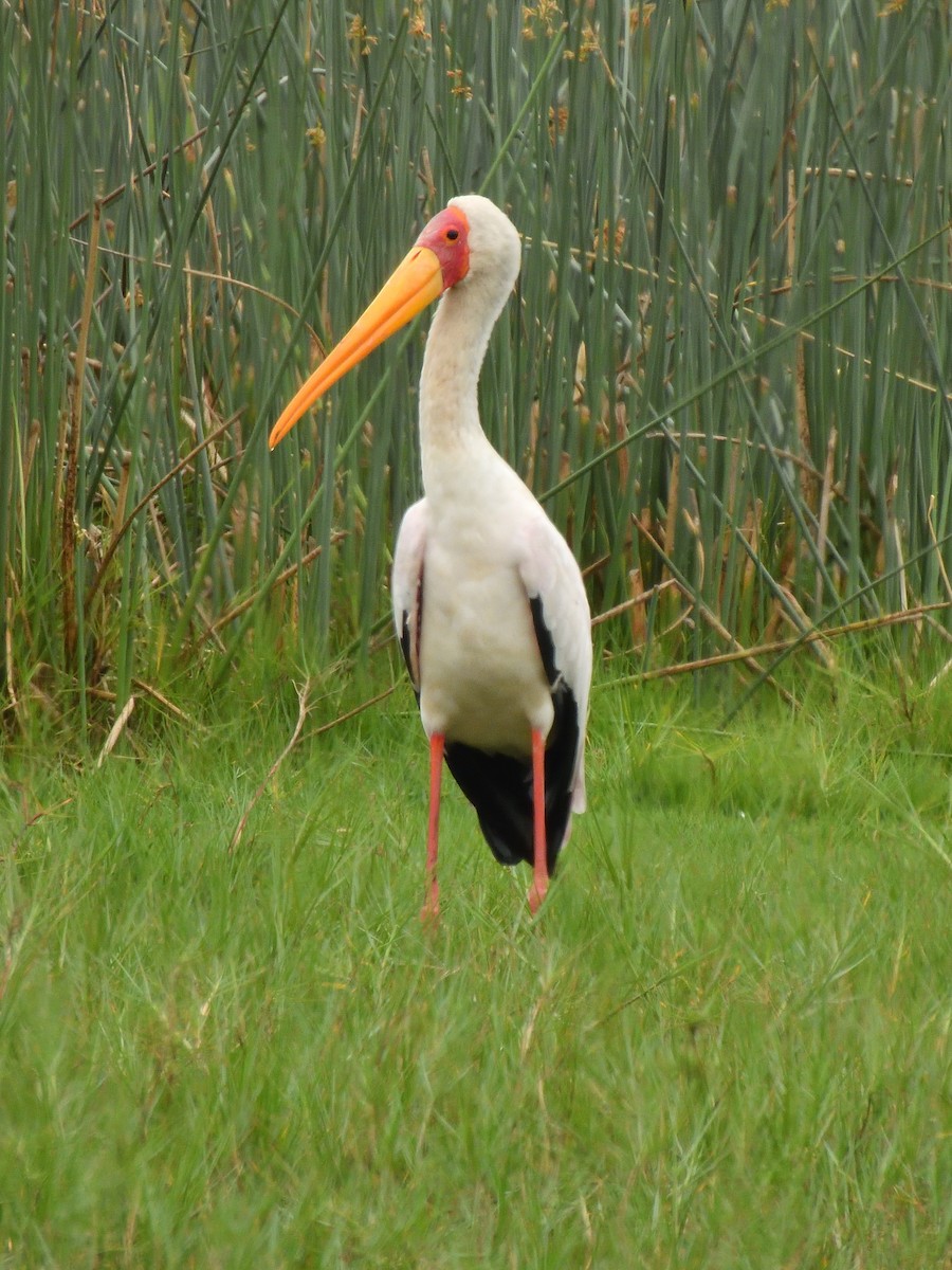 nesyt africký - ML644815585