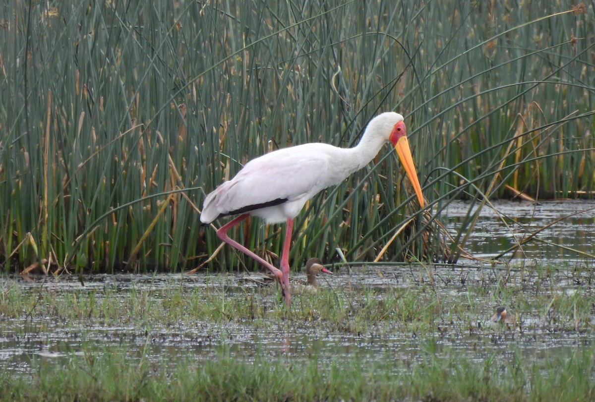 nesyt africký - ML644815586