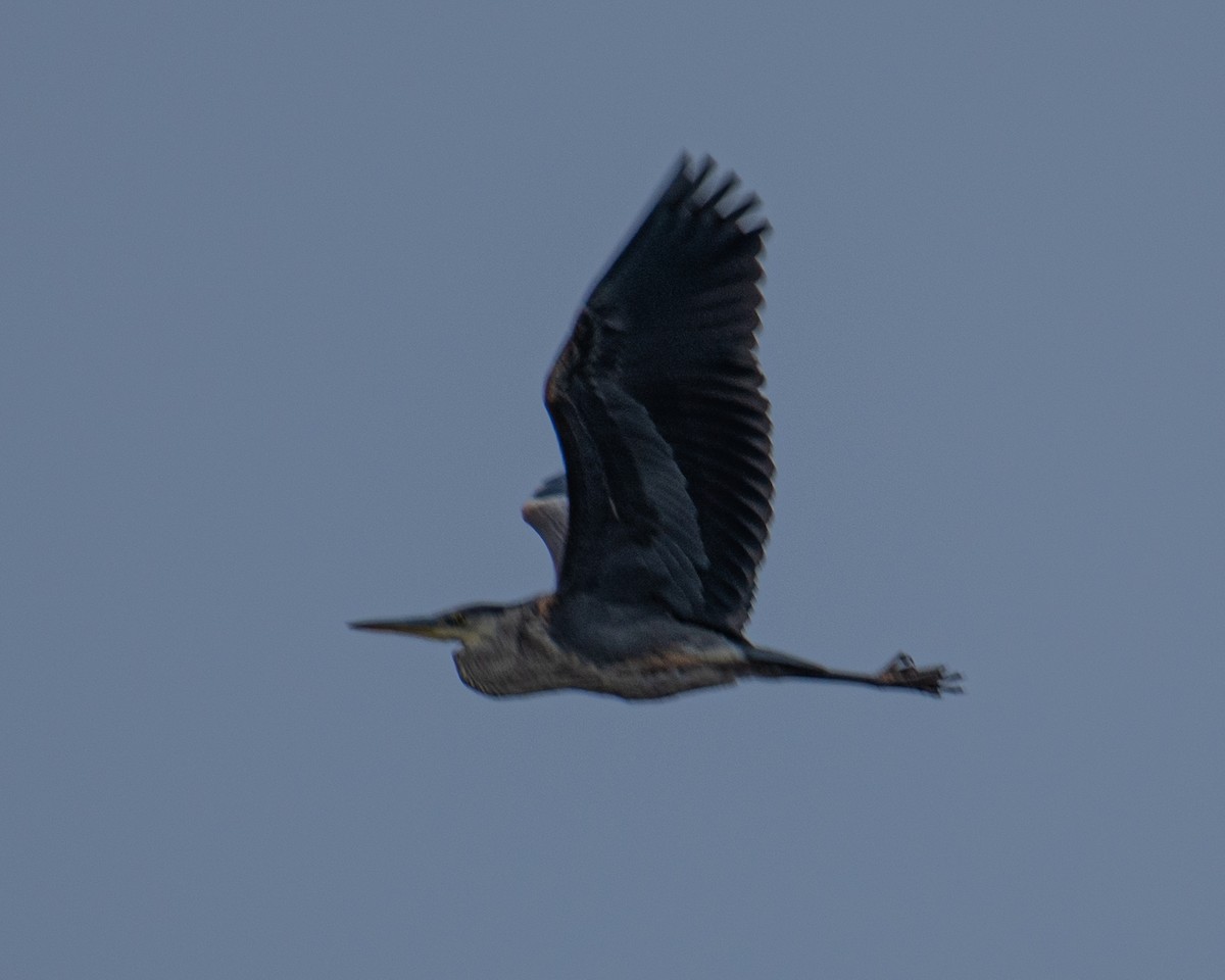 Great Blue Heron - ML644815588