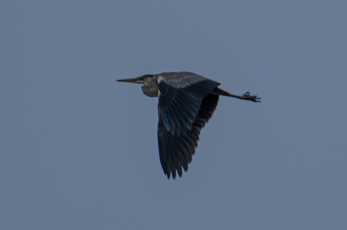 Great Blue Heron - ML644815589