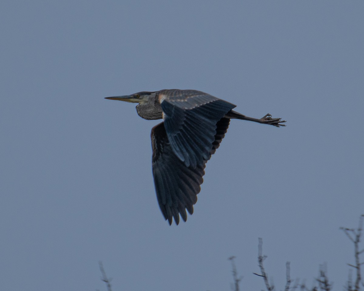 Great Blue Heron - ML644815590