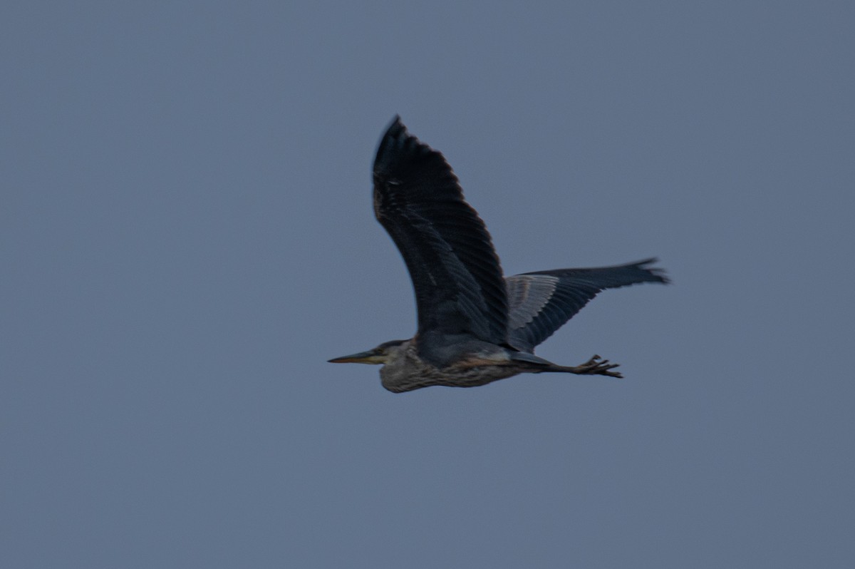 Great Blue Heron - ML644815592