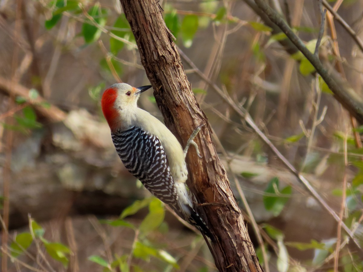 Red-bellied Woodpecker - ML644815593