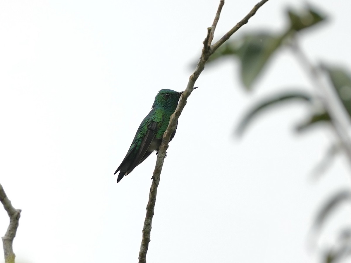 Garden Emerald - ML644815596