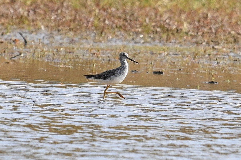 Greater Yellowlegs - ML644815600