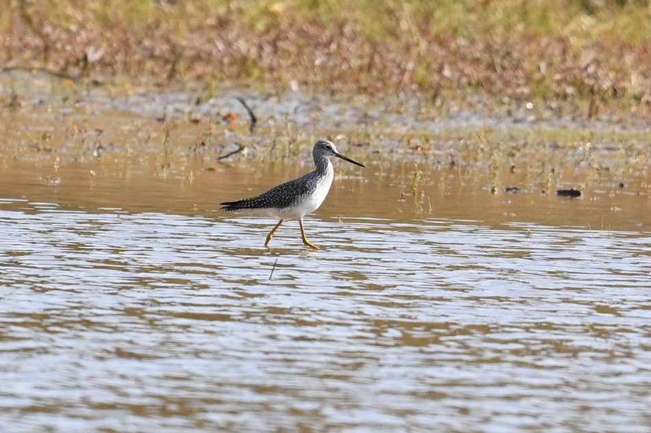 Greater Yellowlegs - ML644815606