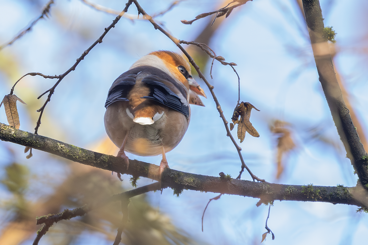 dlask tlustozobý - ML644815607