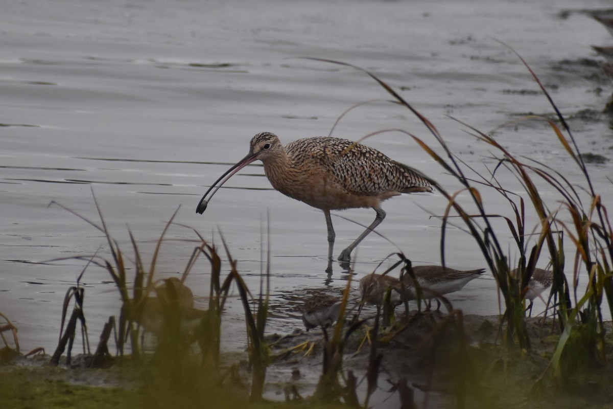 Long-billed Curlew - ML644815608