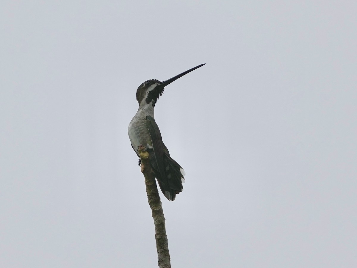Long-billed Starthroat - ML644815619