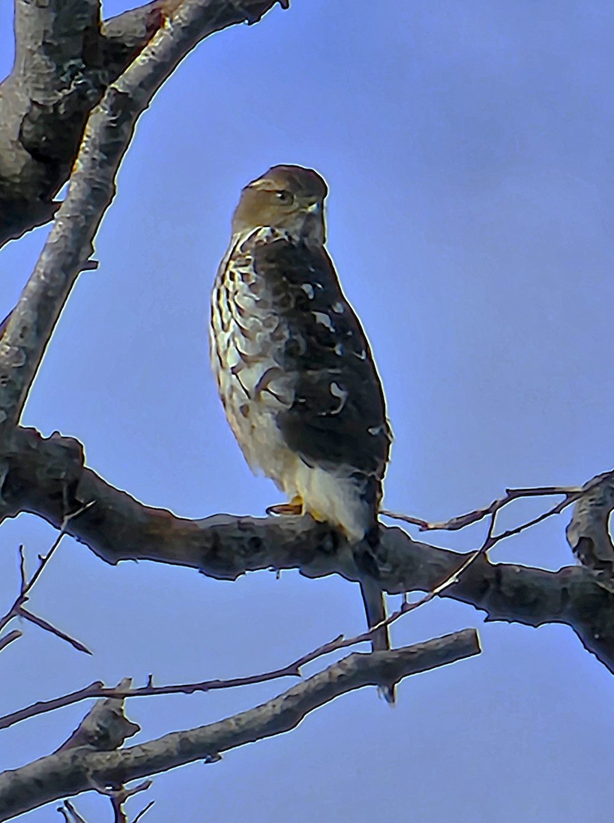 Cooper's Hawk - ML644815633