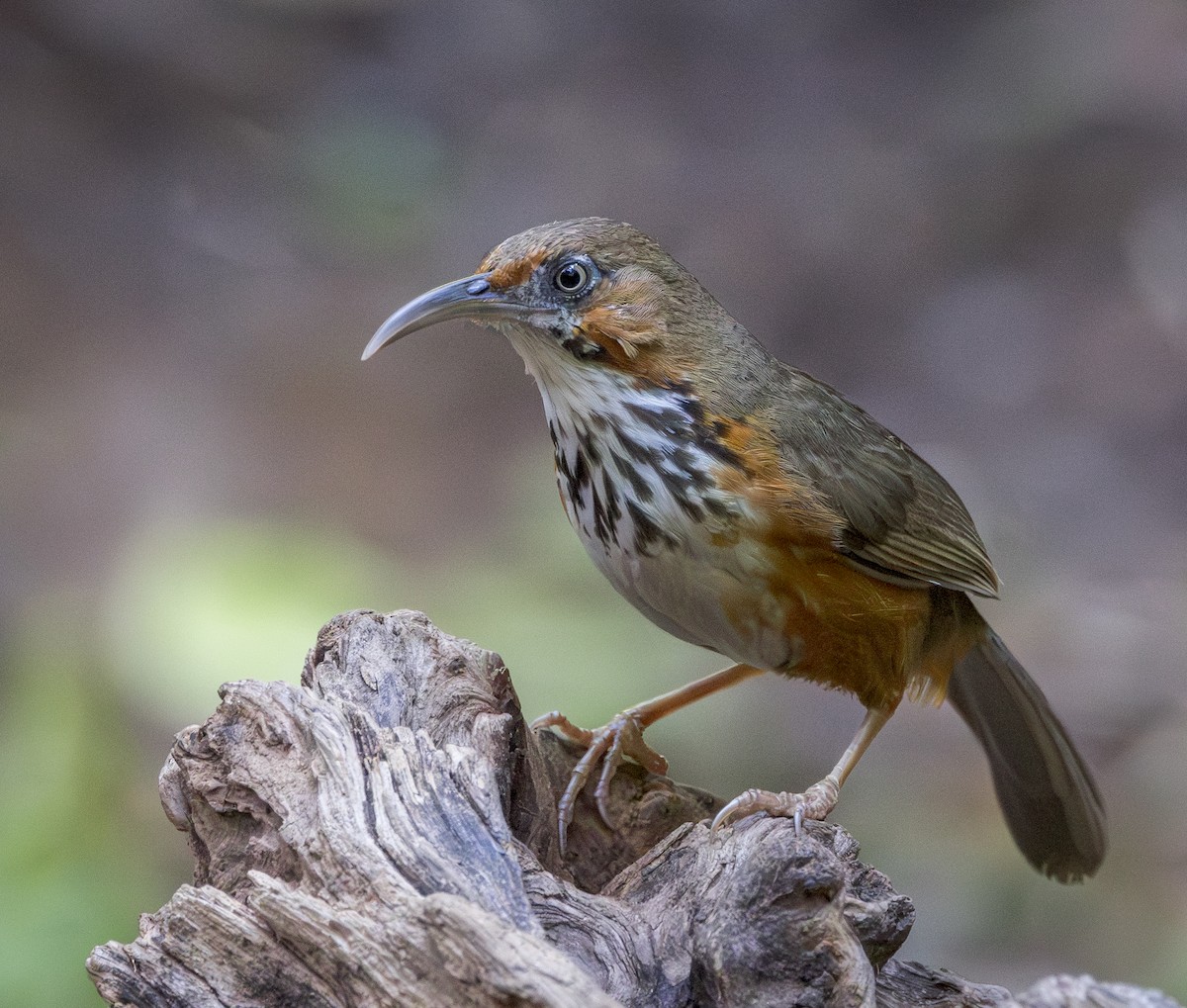 Black-streaked Scimitar-Babbler - ML644815635