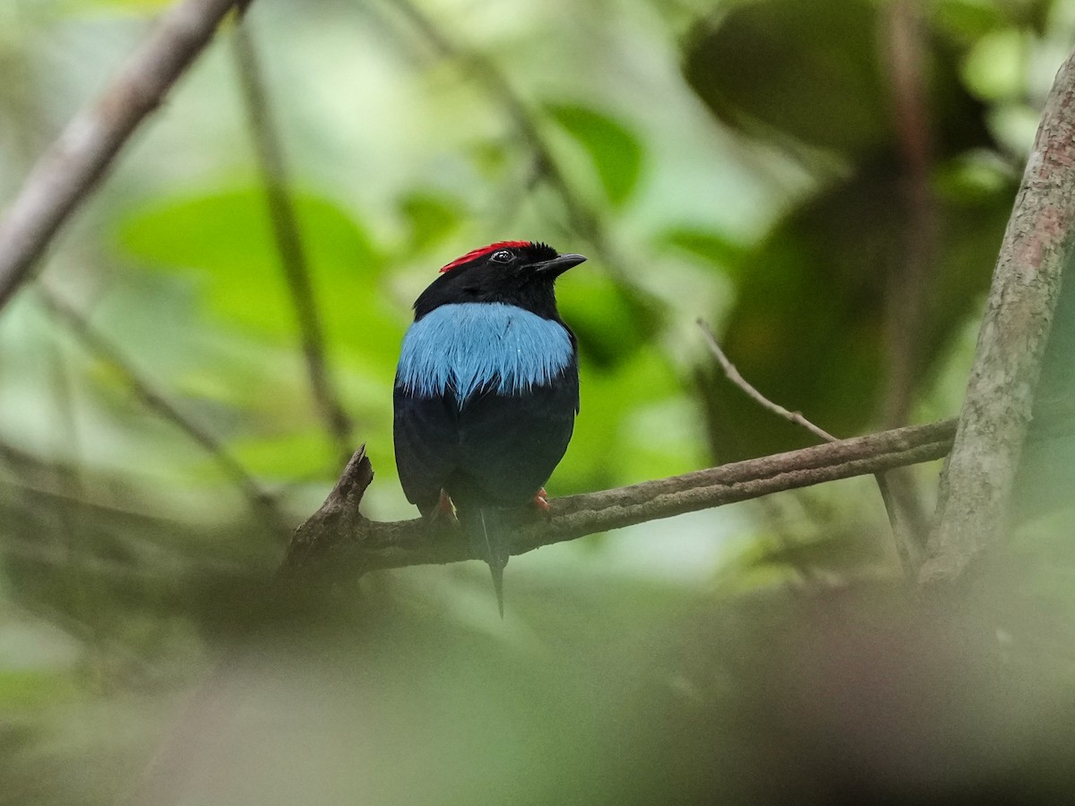 Lance-tailed Manakin - ML644815637