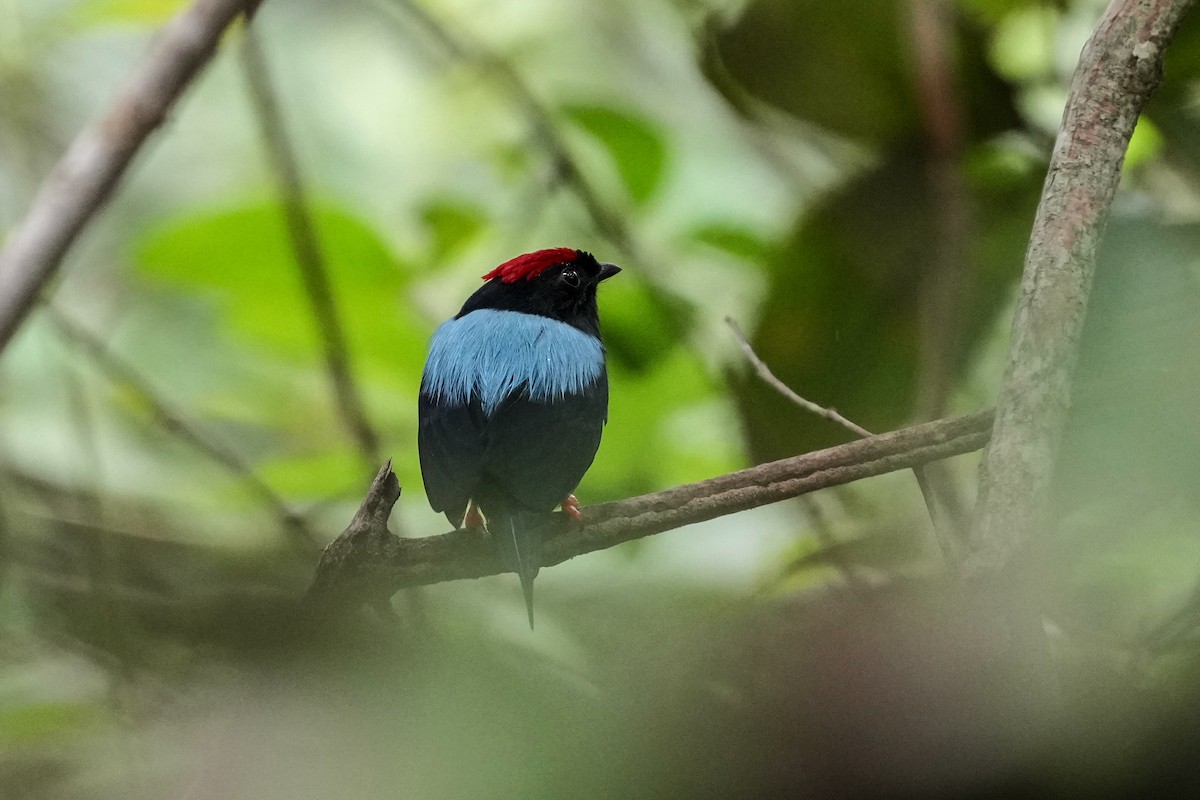 Lance-tailed Manakin - ML644815638