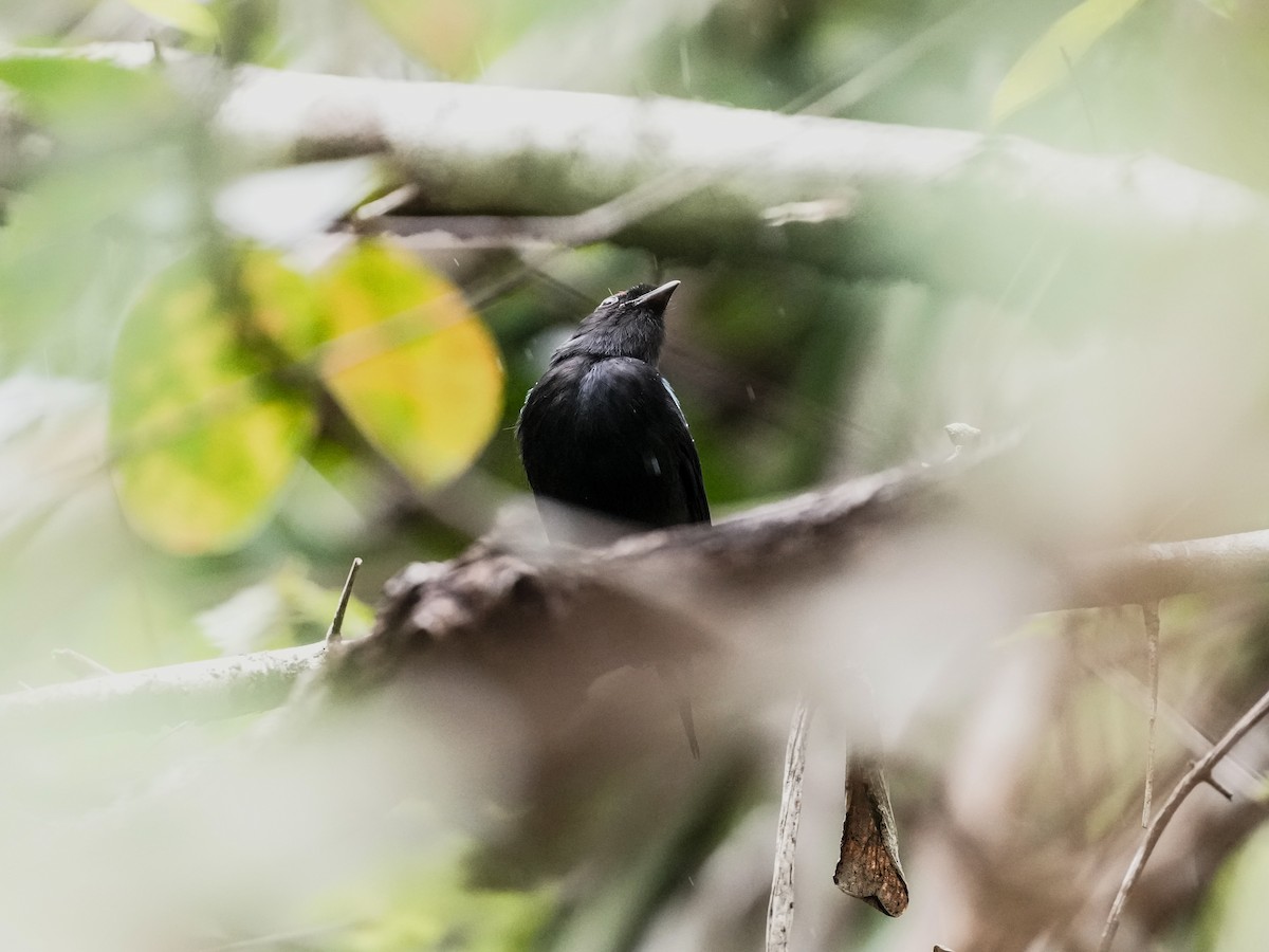Lance-tailed Manakin - ML644815639