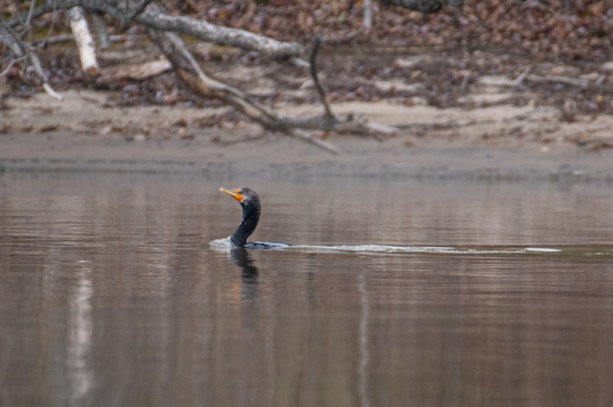 Double-crested Cormorant - ML644815648
